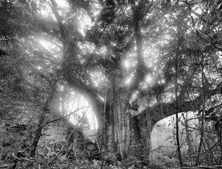 Sunlight streams through the branches of ancient trees entwined in creepers within a misty forest.