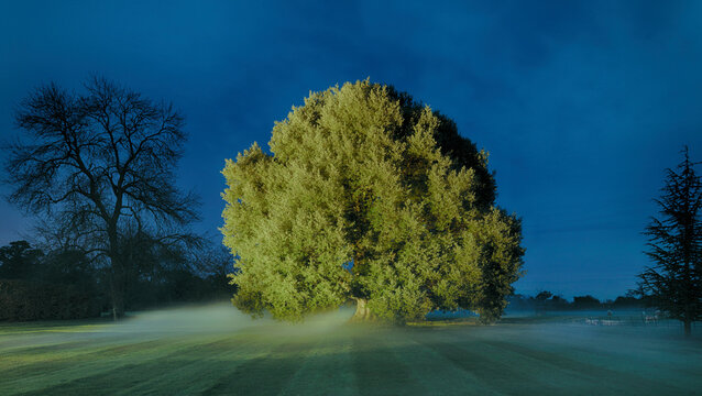 Backlit tree in a misty park during twilight with rays of light casting dramatic shadows on the grass.