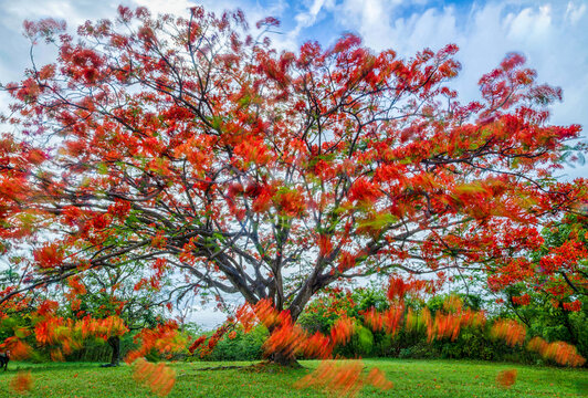 Vibrant red poinciana tree in full bloom against a cloudy sky backdrop with green grass at the base.