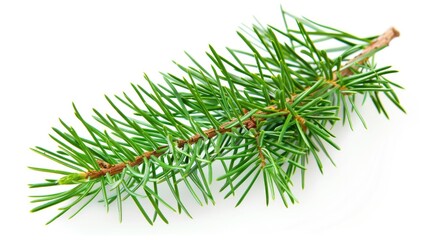Isolated Christmas Pine Twig with Nature Green Spruce Tree