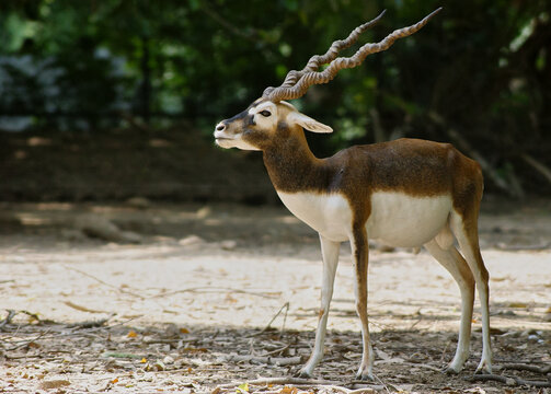 The blackbuck (Antilope cervicapra), the Indian antelope  Male in zoo in India
