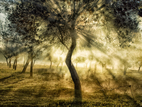 Sunlight filters through the branches of olive trees on a misty morning, creating a tranquil and ethereal atmosphere in the grove.