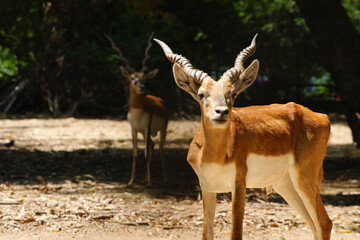The blackbuck (Antilope cervicapra), the Indian antelope facing Camera in a zoo in India