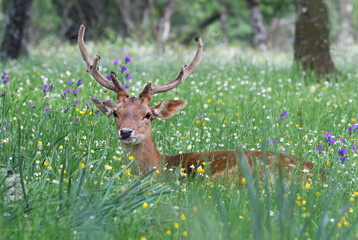 Young buck lying down a beautiful meadow with colorful flowers. Male fallow deer (Dama dama) in a mediterranean forest environment surrounded by flies. Adult stag with big horns. Spain.