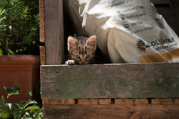 A kitten is peeking out from a wooden crate, with a burlap sack partially visible beside it.