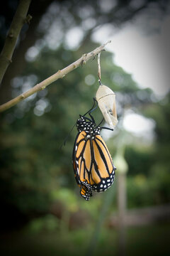 Monarch butterfly emerging from its chrysalis, hanging on a branch with a natural green background.