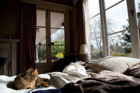 Cozy domestic scene with a cat resting on a rumpled bed by a large window, with daylight streaming into a room, Auckland, New Zealand