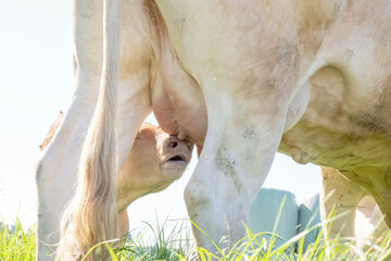 Close-up view of a cow's udder ready for milking, with sunlight and green grass in the background.