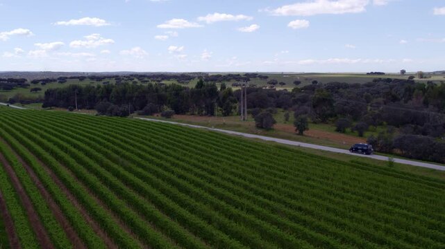 Aerial view of vineyards and countryside road, Odivelas, Portugal.