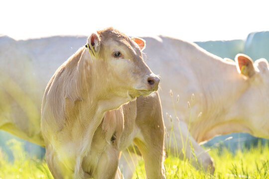 Sunlit brown cows grazing in a lush green field.