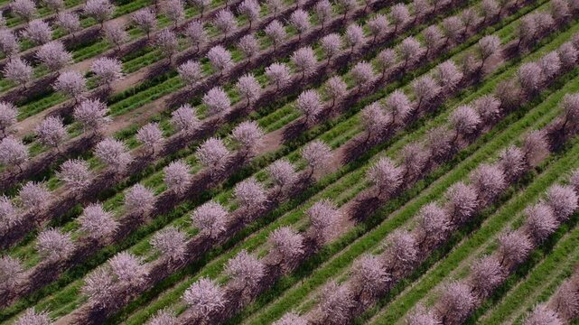 Aerial view of blooming almond trees in spring, Odivelas, Beja, Portugal.
