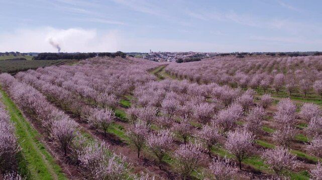Aerial view of blooming almond trees in orchard fields, Odivelas, Portugal.