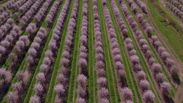 Aerial view of blossoming almond trees in spring, Odivelas, Beja, Portugal.