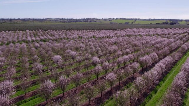Aerial view of blooming almond trees in spring, Odivelas, Beja, Portugal.