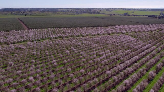 Aerial view of pink blossom trees in spring countryside, Odivelas, Portugal.