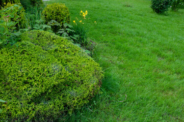 Obraz premium Foggy morning spring landscape, foggy alley of the old park.