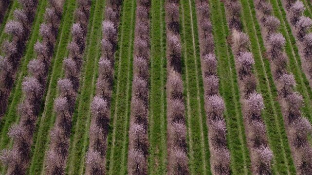 Aerial view of blossoming almond trees in rows, Odivelas, Beja, Portugal.