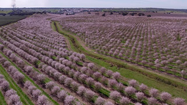 Aerial view of blooming almond trees in spring, Odivelas, Beja, Portugal.