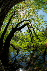 Green forest reflected in the calm water of the lake, beauty in nature.