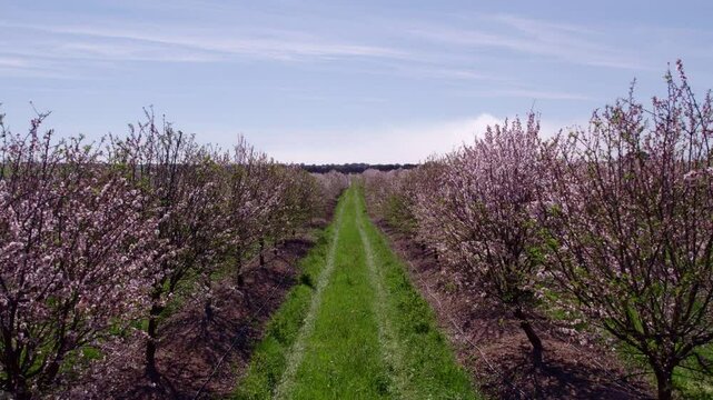 Aerial view of blooming almond trees in spring, Odivelas, Beja, Portugal.