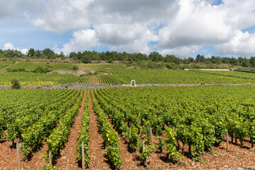 Vineyards around Puligny-Montrachet village, Burgundy, France. High quality white dry wine making...