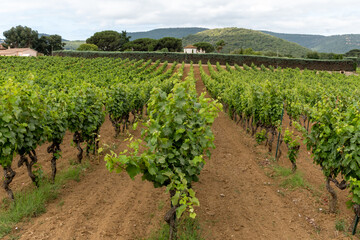 Rows of wine grapes plants on vineyards in south of France near Saint-Tropez and Gassin, rose wine...