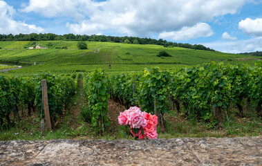 Green grand cru and premier cru vineyards with cross and rows of pinot noir grapes plants in Cote...