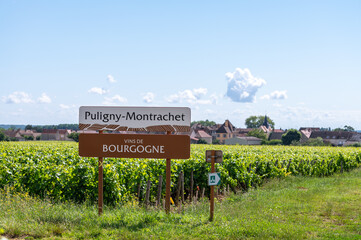 Vineyards around Puligny-Montrachet village, wine of Burgundy road sign, France. High quality white...