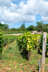 Vineyards around Puligny-Montrachet village, Burgundy, France. High quality white dry wine making from Chardonnay grapes on grand cru classe vineyards
