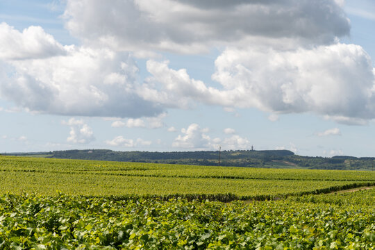 Vineyards around Puligny-Montrachet village, Burgundy, France. High quality white dry wine making from Chardonnay grapes on grand cru classe vineyards