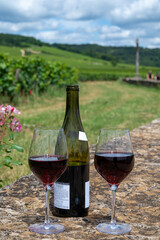 Tasting of red pinot noir wine on grand cru vineyards with cross and stone walls in Cote de nuits, making of famous red and white Burgundy wine in Burgundy region, Vosne-Romanee village