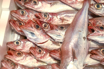 Fresh fish for sale in fish market. 