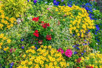 colorful beautiful flowers in the garden