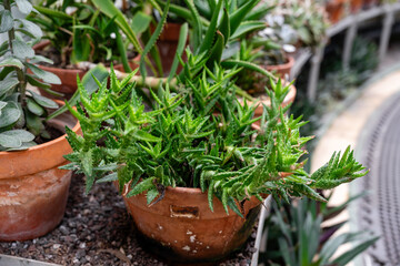 Sukkulente Pflanze in einem Gewächshaus