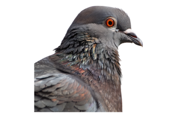 Portrait brown pigeon isolated on transparent background