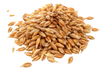 Pile of wheat grains isolated on transparent background