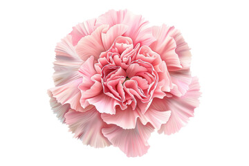 Pink carnation flower isolated on transparent background