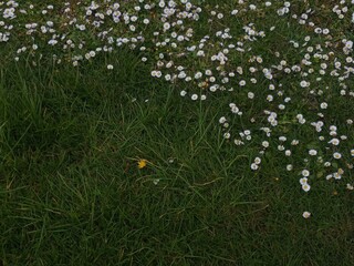 field of daisies