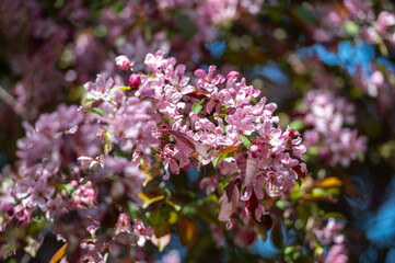 Close-Up of Tree With Pink Flowers. Background with selective focus and copy space.