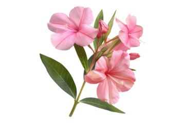 Pink oleander flower isolated on transparent background