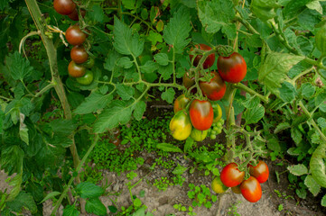 delicious and red tomatoes natural