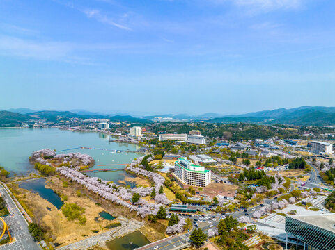 Sinpyeong-dong, Gyeongju-si, Gyeongsangbuk-do, South Korea - March 30, 2023: Aerial and spring view of cherry blossom and Bomunho Lake at Bomun Tourist Complex
