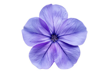 Obraz premium Purple periwinkle flower isolated on transparent background
