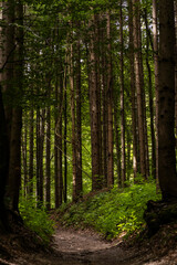 Vintgar Gorges Park a few km from Lake Bled, Slovenia. Wooden walkways accompany the path above the river rapids and waterfalls. River hits rocks and creates fog.Adventure family holidays. Freshness.