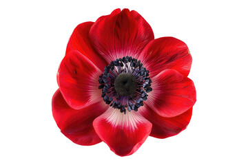 Red anemone flower isolated on transparent background