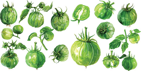tomatillos watercolor clipart