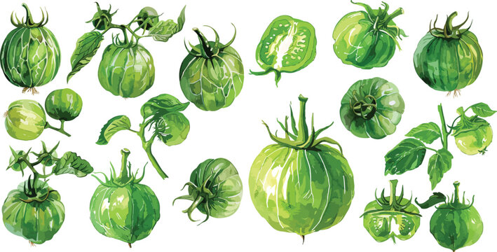 tomatillos watercolor clipart