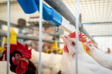 Dekalb White hen drinking water from water dispenser in cage in a poultry farm.