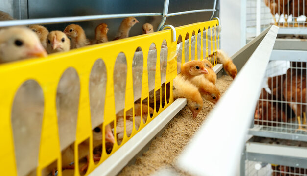Iso brown chicks eating food from dispenser in cage in a poultry farm. Layer farm chicks.
