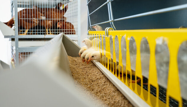 Dekalb White chicks eating food from dispenser in cage in a poultry farm. Layer farm chicks.